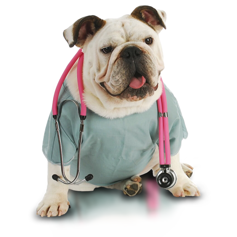 cachorro com estetoscópio atrás do pescoço