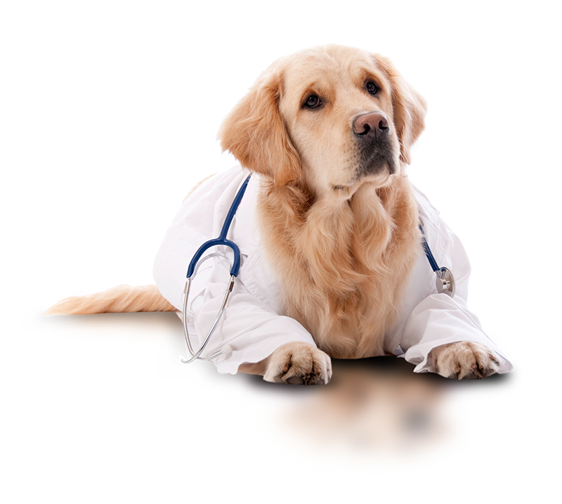 cachorro golden ritriver com estetoscópio atrás do pescoço