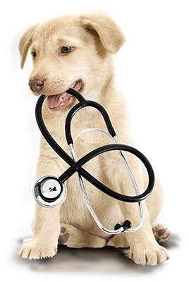 Cachorro com estetoscópio na boca